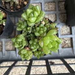 多肉植物　ハオルチア　姫玉虫群生のサムネイル