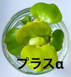 ミニホテイアオイ　1株　＋αのサムネイル