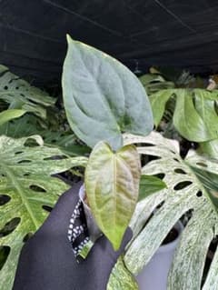 A3 アンスリウム ベッセアエ × デビリス×ドリームウィーバー