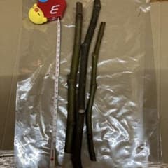 7ムーミン様 イチジク穂木 3種 - メルカリ