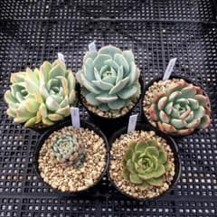 ＊多肉植物＊　5株セット　抜き苗のサムネイル