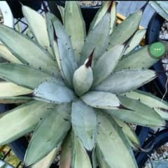 アガベ AGAVE マクロアカンサ 中斑 斑入り ハイブリッド パリー