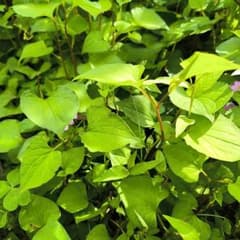 ベトナムのどくだみ苗20本以上。無農薬。野菜用のサムネイル