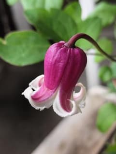 m97045537523_1.jpg?1713933811