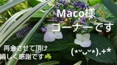 Maco様コーナーです♡可愛い キュート ドイリーレースシール ピンク色７０枚のサムネイル