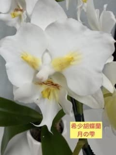 希少‼︎ 希少な胡蝶蘭！　胡蝶蘭苗　胡蝶蘭　月の雫　2鉢価格 胡蝶蘭 希少種 月の雫 現品発送 - メルカリ
