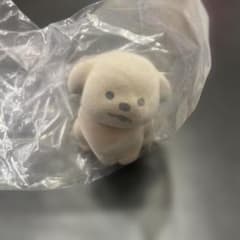 なにもわかってないいぬ　トイプードルのサムネイル
