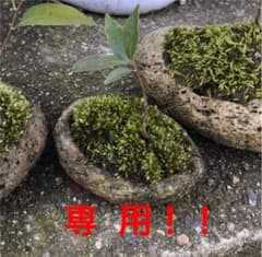 mor様 専用のサムネイル