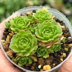 ロスラリア プラティフィラ 抜き苗ポットの中全部 - メルカリ