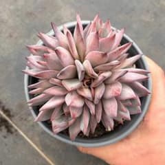 Top【選抜株】多肉植物 21919キュートバブル 10個 鉢無し/脱土 - メルカリ