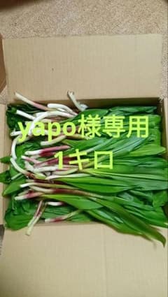 yapo様専用1キロのサムネイル