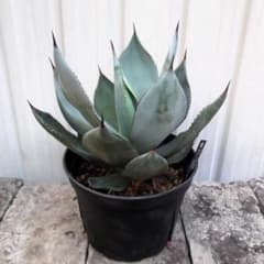 現物「アガベ・セルシー ノバ」5号 Agave celsii nova - メルカリ