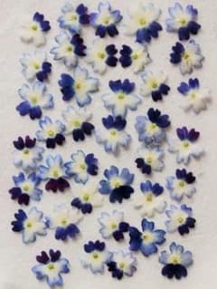 押し花　バーベナ　ブルー・パープル　30枚　K-88+ - 3