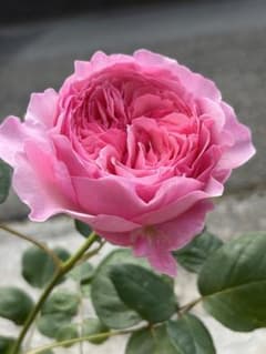 薔薇 バラ苗 開花中 2年目挿木苗 キャリー - メルカリ