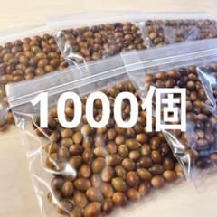 大量どんぐり 1000個 12月採取 水洗い 煮沸処理 砲弾型 磨き 即日発送 