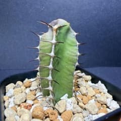 発根済み ユーフォルビア ムランジーナ 挿木 2 - メルカリ