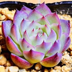 多肉植物　韓国苗　チワワエンシス　抜き苗 多肉植物 ❤️チワワエンシス❤️韓国苗育成 抜き苗 e149 - メルカリ