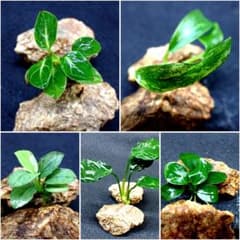 【5種】アヌビアス キングコング ミニママーブル スターダスト ジェイド ミニ