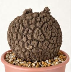 【極美/超大株/塊根植物】ステファニア スベローサ 鉢植え 極美/大株/塊根植物】ステファニア スベローサ 大株 鉢植え - メルカリ