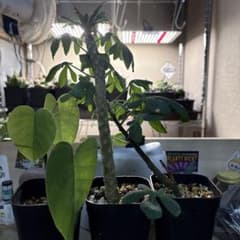 や*と様 初心者　塊根植物セットのサムネイル