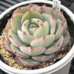 多肉植物 七福神hyb【抜き苗】 - メルカリ