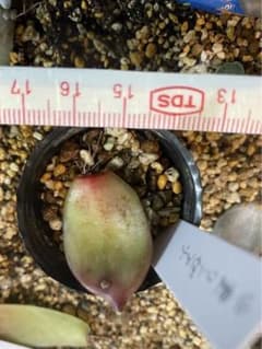 のんサマ専用   週末セール 21時まで【中里リンゼアナ】葉挿し1枚  発根済のサムネイル