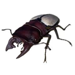 いきもの大図鑑　くわがた12 フェモラリスツヤクワガタ 短歯　レア枠だよね？のサムネイル