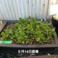 山野草 超希少白花　エゾツツジ　D 山野草 超希少白花 エゾツツジ D - メルカリ