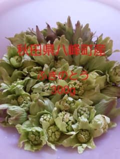 天然ふきのとうのサムネイル