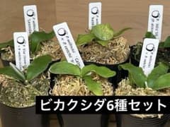 ビカクシダ 6 種セット 交配種 厳選 元気な株 匿名配送 表現を楽しむ
