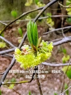 ✨️クロモジ 株高さ80cm✕鉢幅24cm　枝8本 鉢ごと 発送のサムネイル