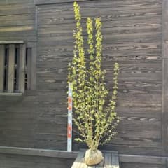 カツラ（桂）本株立ち【現品発送】管理 80410 - メルカリ