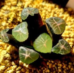 た*ち様 ◎168 アーク 狐火 実生 多肉植物 ハオルチア アロエ - メルカリ