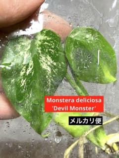 【ウルトラレア‼️】モンステラ　デリシオーサ　デビルモンスター　斑入り　メルカリ便 ウルトラレア‼️】モンステラ デリシオーサ デビルモンスター 斑入り