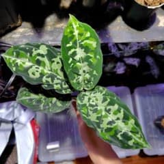 AZ便 "The Fool"Aglaonema pictumのサムネイル