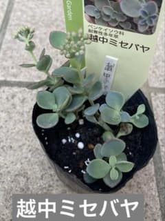 多肉植物 6 越中ミセバヤ - メルカリ