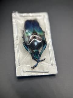 ミツノカナブン標本 昆虫標本のサムネイル