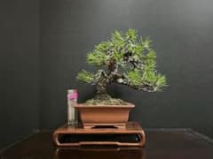 黒松盆栽 古木 小品盆栽 古い幹肌 (検索用 五葉松、真柏、盆栽鉢
