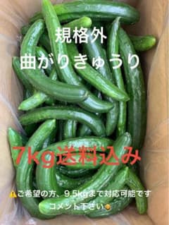 群馬県産　ハウス栽培　訳あり規格外　曲がりきゅうり　7kg 送料込　日付指定不可のサムネイル
