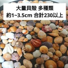 貝殻まとめ売り 多種類 約1~3.5cm 合計230以上 - メルカリ