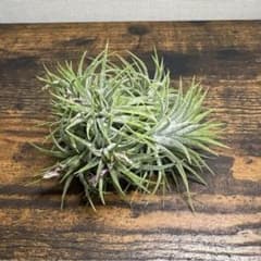 チランジア(エアープランツ)・イオナンタ クランプのサムネイル