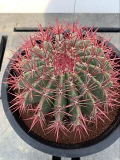 サボテン　　赤鳳　　フェロカクタス　12号鉢 m97185780558_1.jpg?1750327365