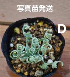 D アルブカ コンコルディアナのサムネイル