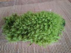 【　※タマゴケ※　】一体物ですのサムネイル