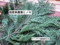 国産ヒノキ　装飾、アクセサリー等用　葉のサムネイル