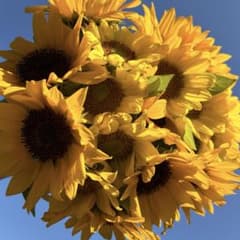 ⑩生花　ヒマワリ　2種　20本　アレンジ　花束　ブーケ　向日葵　サンフラワーのサムネイル