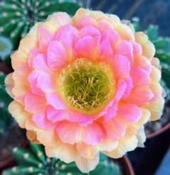 少女の夢 超希少 丸弁花サボテン エキノプシス属花10−12cm カキコ