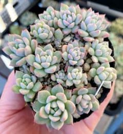 多肉植物抜き苗♡ダーリーサンシャイン②♡7.5cmポット - メルカリ