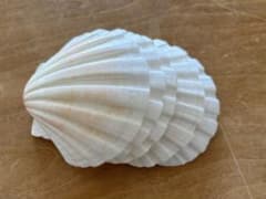 貝殻パーツ　イタヤガイ5枚のサムネイル