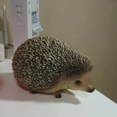 ハリネズミ 貯金箱 置物のサムネイル